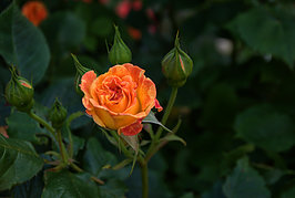 Bernhard Saalfeld - Gartenrose (5v9)
